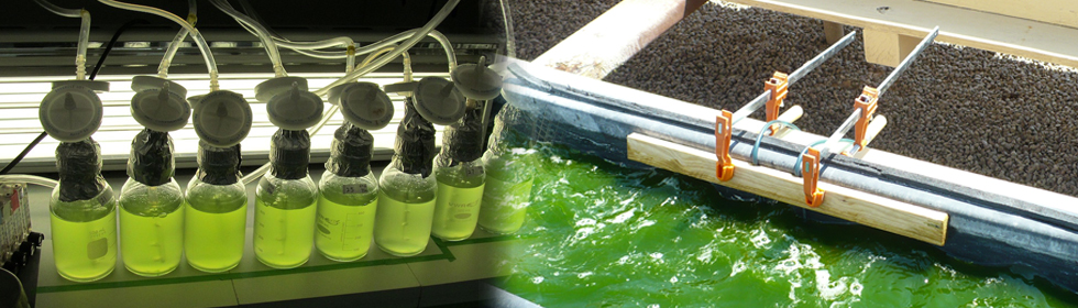 Biofuel Biofuel