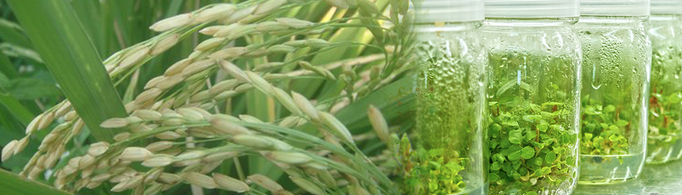 Biotechnology Biotechnology